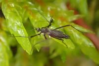 Molophilus ater