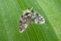Clytocerus