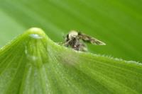 Clytocerus