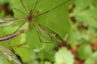 Tipula vittata