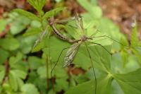 Tipula vittata