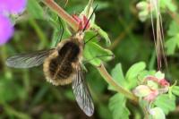 Bombylius venosus