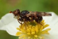 Myopa buccata