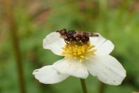 Myopa buccata