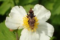 Myopa buccata