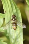 Episyrphus balteatus