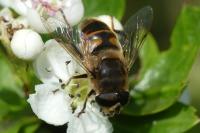 Eristalis tenax