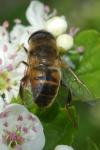 Eristalis tenax