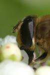 Eristalis tenax