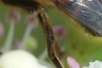 Eristalis tenax