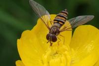 Episyrphus balteatus