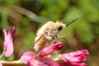 Bombylius
