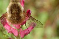 Bombylius