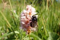 Volucella bombylans