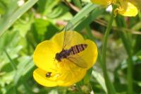 Episyrphus balteatus