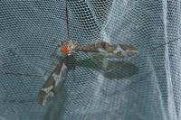 Tipula maxima