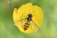 Episyrphus balteatus