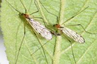 Limonia nigropunctata