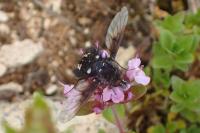Bombylella atra