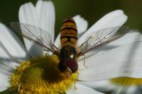 Episyrphus balteatus
