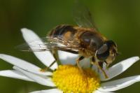 Eristalis pertinax