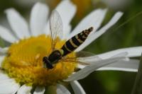 Sphaerophoria