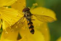 Meliscaeva auricollis