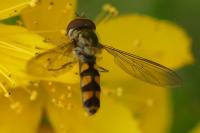 Meliscaeva auricollis