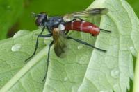 Cylindromyia bicolor