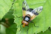 Volucella pellucens