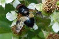 Volucella pellucens