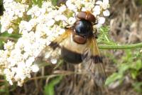 Volucella pellucens