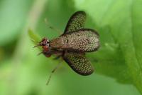 Coremacera marginata