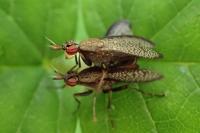 Coremacera marginata