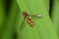 Episyrphus balteatus