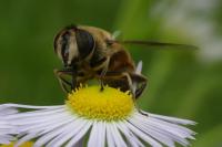 Eristalis tenax