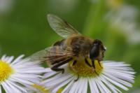 Eristalis tenax