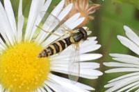 Sphaerophoria