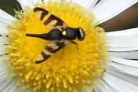 Urophora quadrifasciata
