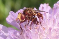 Sicus ferrugineus