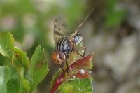 Otites porcus
