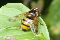 Volucella inanis