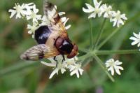 Volucella pellucens