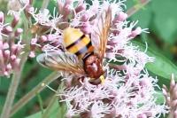 Volucella zonaria