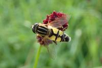 Helophilus trivittatus