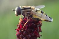Helophilus trivittatus
