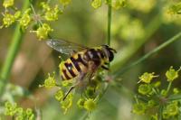 Myathropa florea