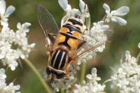 Helophilus pendulus