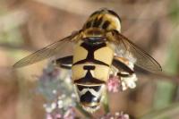 Helophilus pendulus