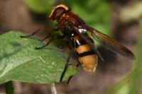 Volucella zonaria